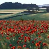 Poppies