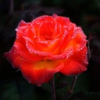 DEWY ROSE