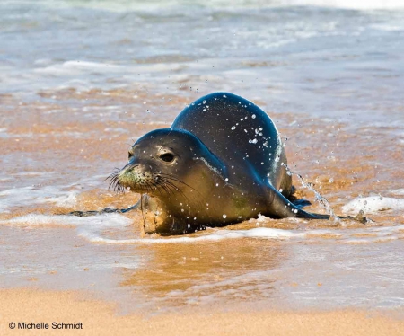 seal - sand, water, sea, shore