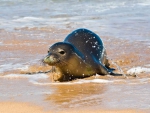 seal