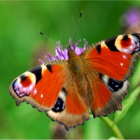 Peacock butterfly