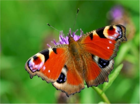 Peacock butterfly - on, shapes, eyes, wings