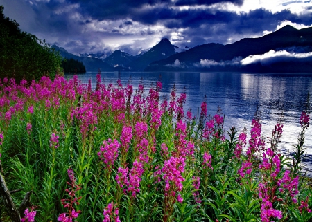 Flowers - lakes, nature, sky, lake, blue, flowers, flower