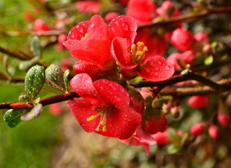 Blossom - nature, blossoms, red, blossom, flowers, flower