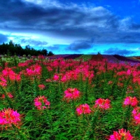 Meadow at dusk