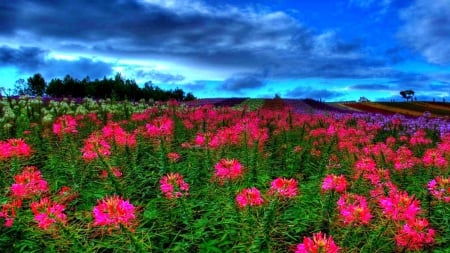 Meadow at dusk