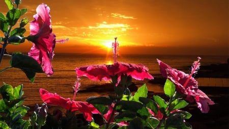 Nature at its best - sunshine, buds, beach, photography, sun, paradise, colorful, sunset, nature in its best, seashore, colors of nature, landscape, sunlight, nature, splendor, colors, sunrise, long, flower