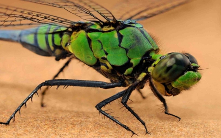 Dragonfly - nature, bugs, beautiful, dragonfly