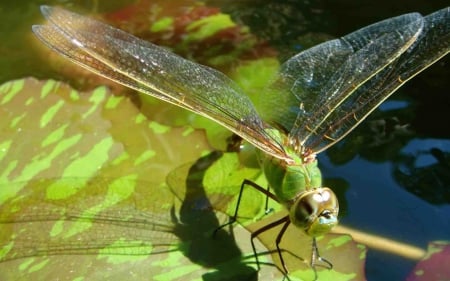 Flying Dragonfly on Pond - bugs, flying, nature, dragonflies, pretty, beautiful, pond