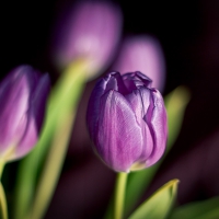 Purple Tulips