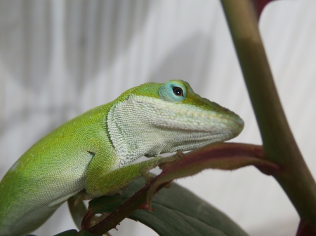 Cute Anole - animals, beautiful, cute, lizards, reptiles