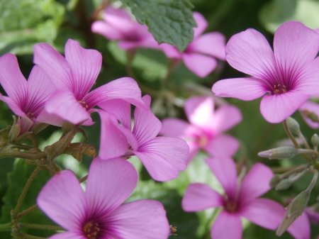 Macro - nature, macro, photography, close-up, flowers