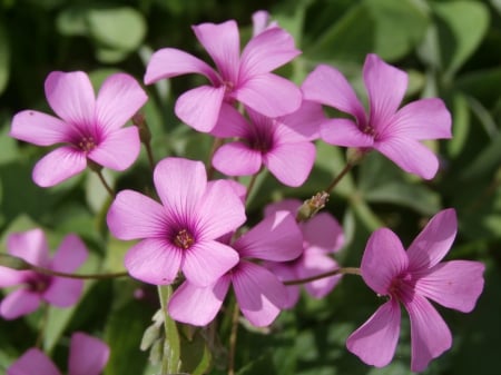 Small flowers - nature, macro, photography, close-up, flowers