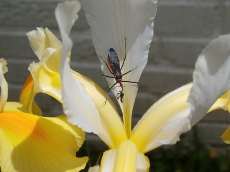 Assassin & Flower - flowers, nature, bugs, macro, animals