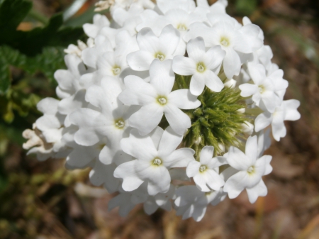 Beautiful White Flowers - nature, macro, photography, close-up, flowers