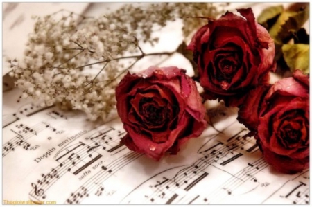 Roses - tribute, roses, music, notes, red roses