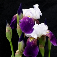 Iris