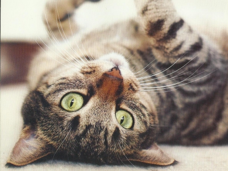 Cat - tabby, cute, paws, cat