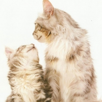 Mother and kitten