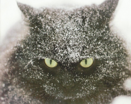 Cat - black, cute, snow, paws, cat