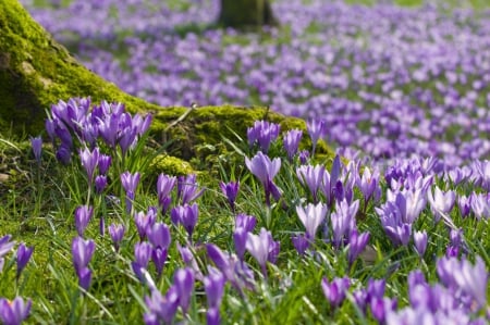 Crocus carpet - carpet, flowers, spring, amazing, grass