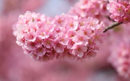 Pink Cherry Flowers - love, flwers, stems, pink