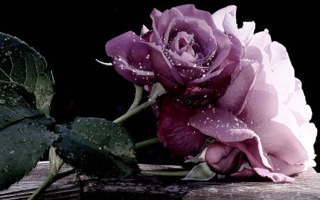 Purple Rose - flowers, purple, nature, rose