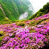 Pink flowers in pink on mountains