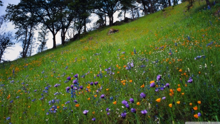 Mountain spring flowers - mountains, wallpaper, landscape, flowers, spring, hills, hd, scene, nature