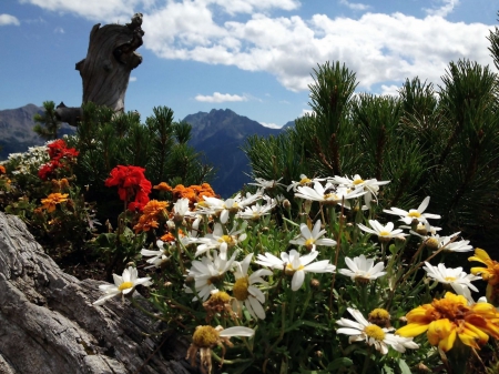 Colors of Spring - daisies, blossoms, mountains, trees