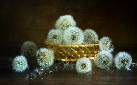 Still life - flowers, gold, style, still life