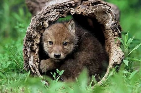 Good place to Hide - to, nature, hide, Wolves, adoreble, cute, place, animals, Wolf