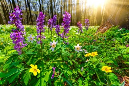 Forest flowers lit by the sun - pretty, summer, grass, meadow, spring, forest, flowers, sun, sunlight, carpet, trees, beautiful, sunbeams, lovely, freshness, wildflowers, glow, colorful, nature, rays, shine