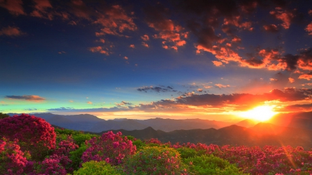 Fiery sunset - rays, sky, dazzling, sundown, summer, field, meadow, sunset, shine, glow, fiery, clouds, beautiful, flowers