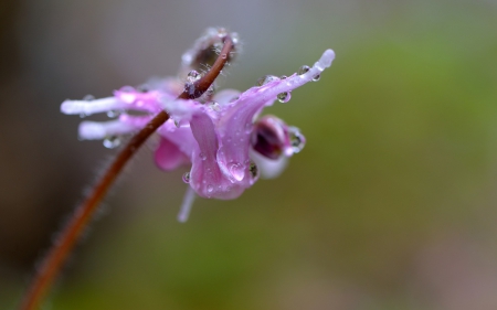 Pink flower - macro, pink, water drops, green, dew, flower, spring