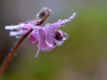 Pink flower