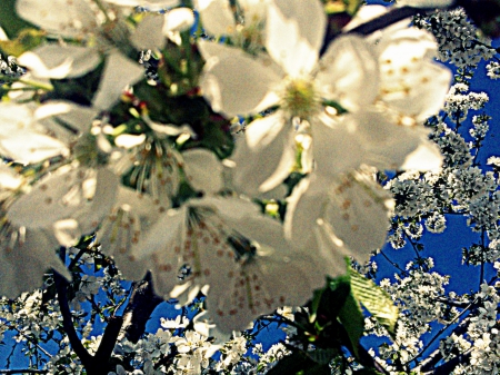 Blossoms - spring, Blossoms, white, Flowers