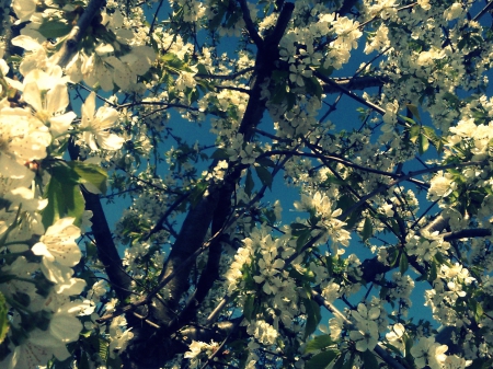 The beauty of spring seen through blossoming. - flowers, sky, blossoms, spring