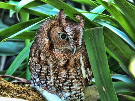 Whoo's Wee Owl - One Eye, Bird, Owl, Shy