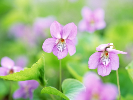 Sweet Delicacy - nature, delicacy, fresh, sweet, flowers, field