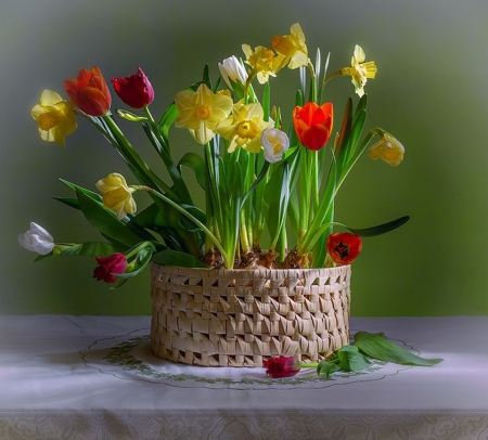 lovely spring - beauty, nature, photography, flowers, still life, spring