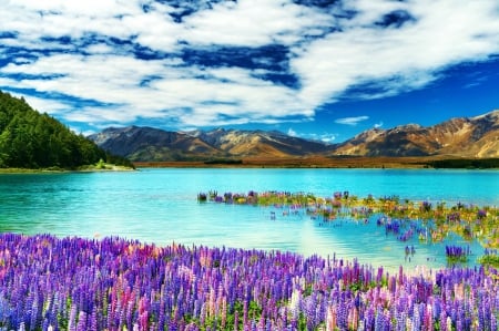 Flooded Borders - clods, flowers, blossoms, water, mountains, lupines