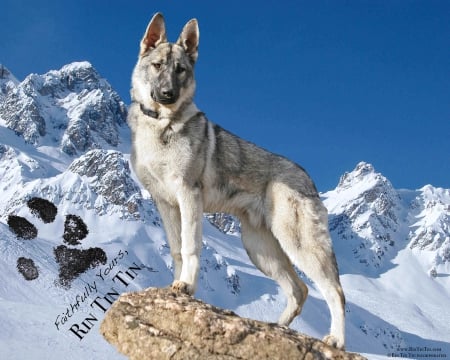 RIN TIN TIN  WONDER DOG - LOOKING, DOG, BEAUTIFUL, HANDSOME