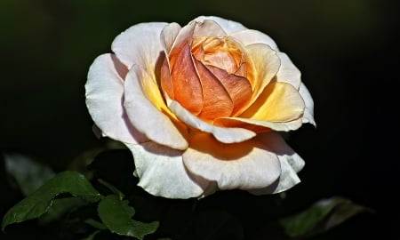 Rose - orange, one, flowers, rose