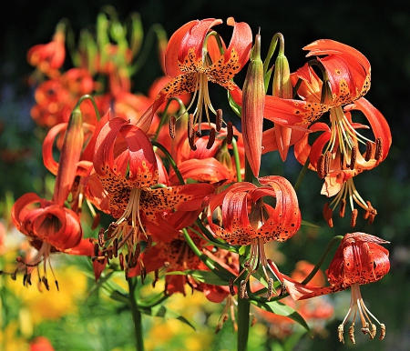 Flowers - nature, flower, red, beautiful