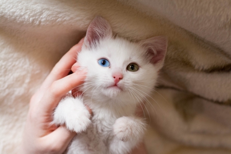 Cute Kitten â™¥ - adorable, cat, kitty, photography, kitten, white cat, beautiful, sweet, cute