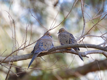 â™¥ - nature, doves, love, branch, tree