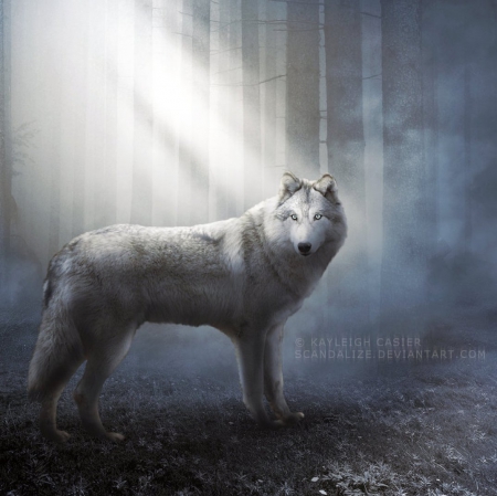 Winter is Coming - wolf, sunny, winter, fantasy