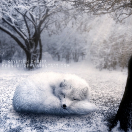 Sunny day in the winter - winter, fox, fantasy, snow