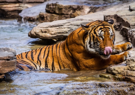 Bath Time - water, beautiful, tiger, bathing, rocks